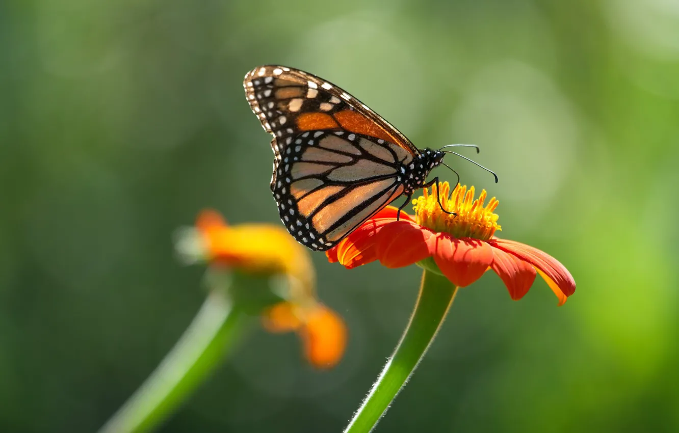 Фото обои цветок, бабочка, butterfly