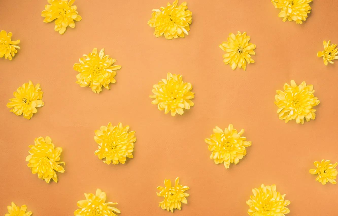 Фото обои цветы, фон, желтые, бутоны, yellow, flowers, orange