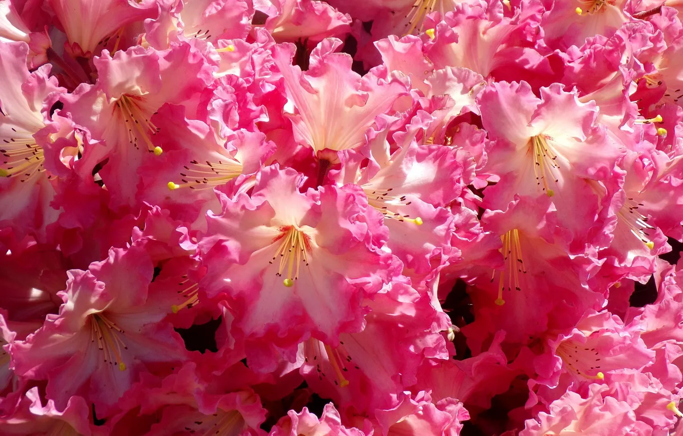 Фото обои розовый, Цветы, цветение