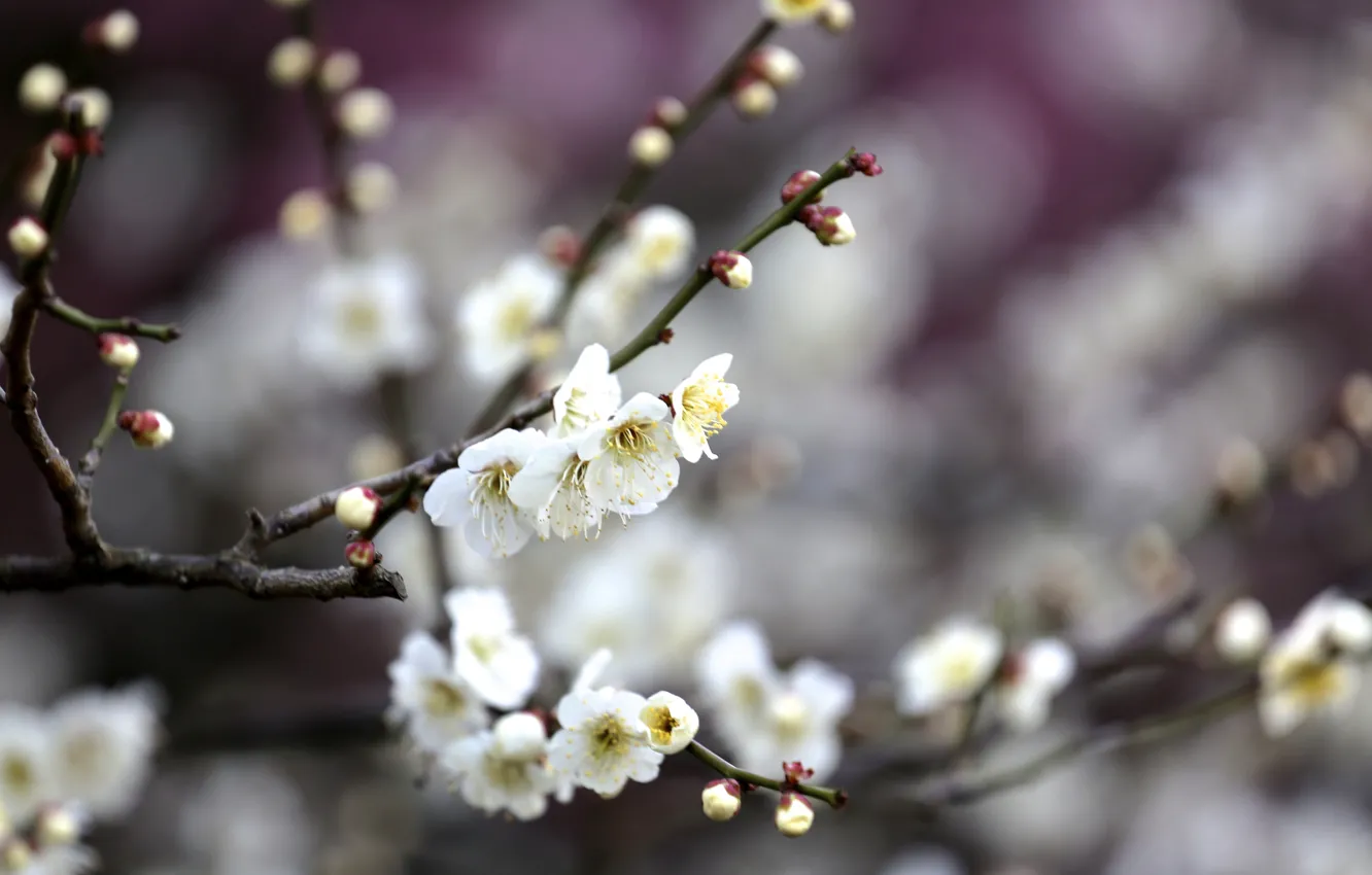 Фото обои цветы, ветки, дерево, весна, цветение, фруктовое