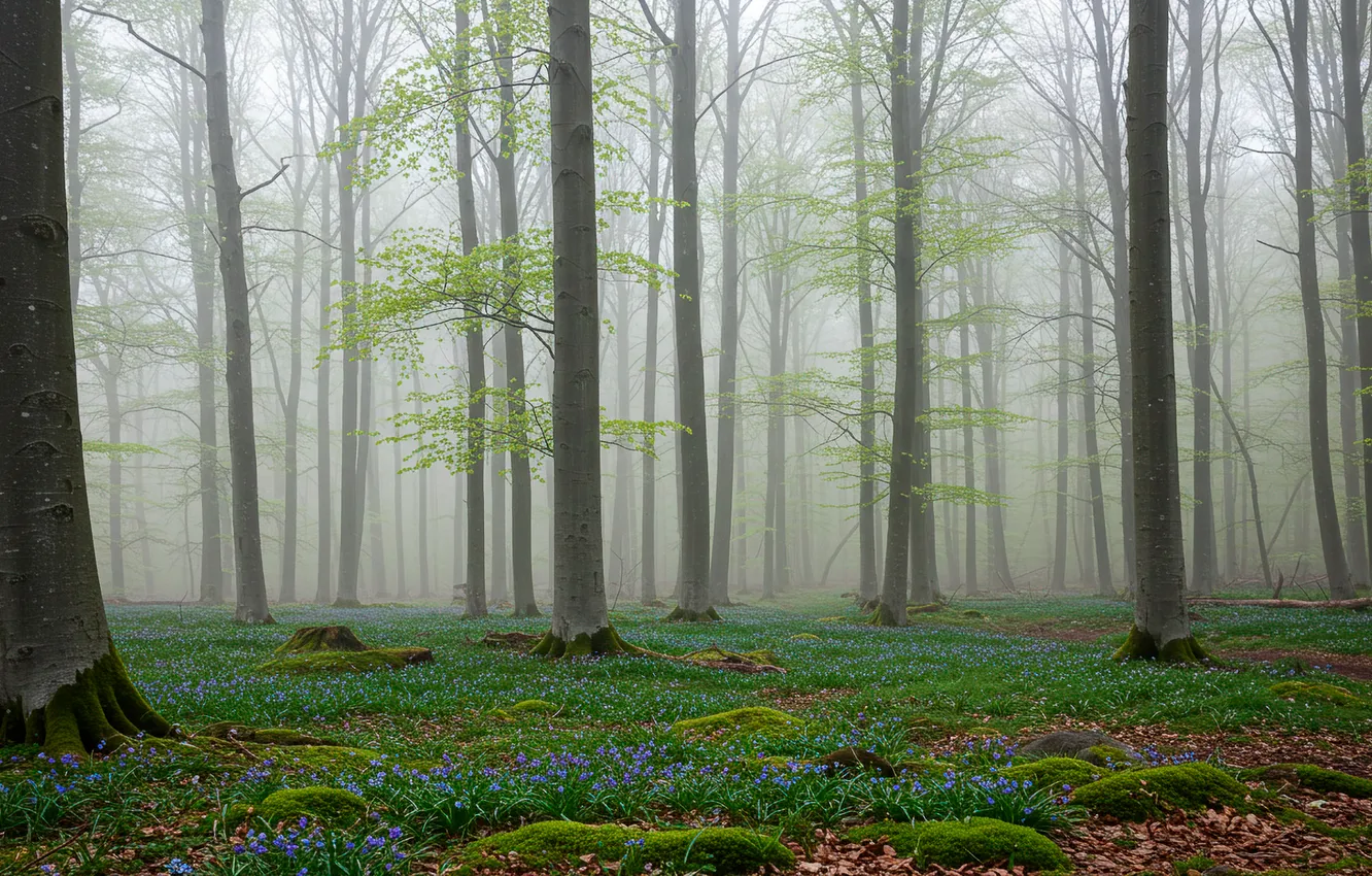 Фото обои лес, деревья, туман, весна, wallpaper, forest, trees, fog