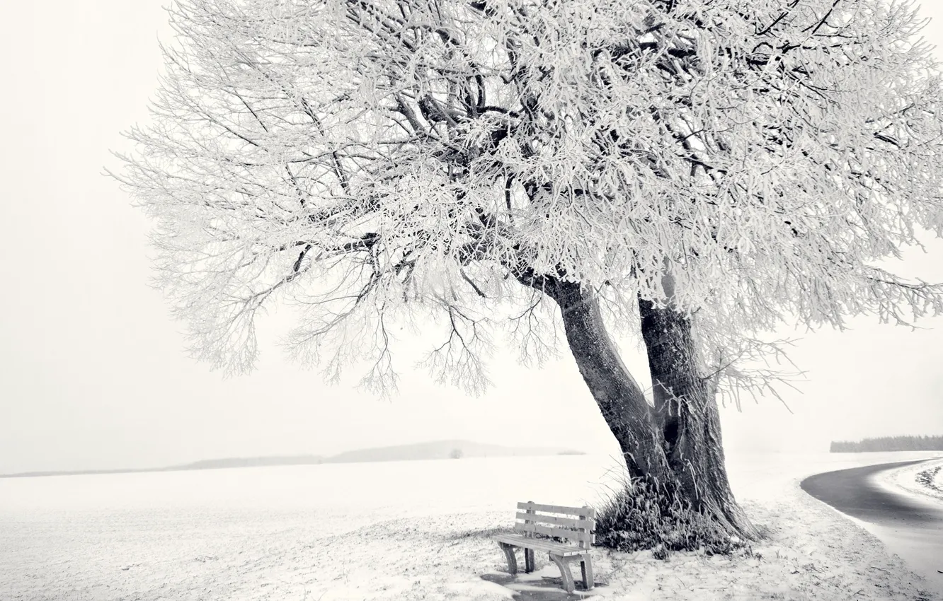 Фото обои ice, sky, winter, snow, tree, bench