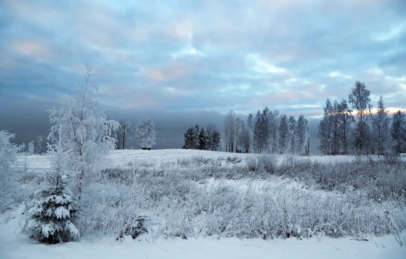 Фото обои холод, зима, снег, природа