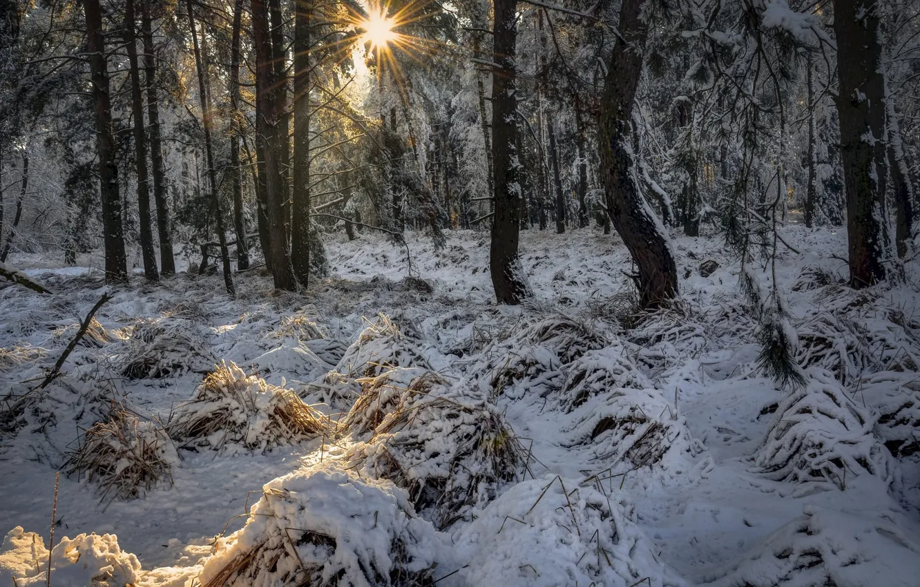 Фото обои зима, иней, лес, трава, солнце, лучи, свет, снег