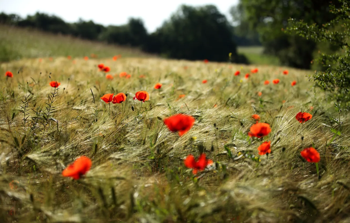 Фото обои поле, цветы, маки, красные