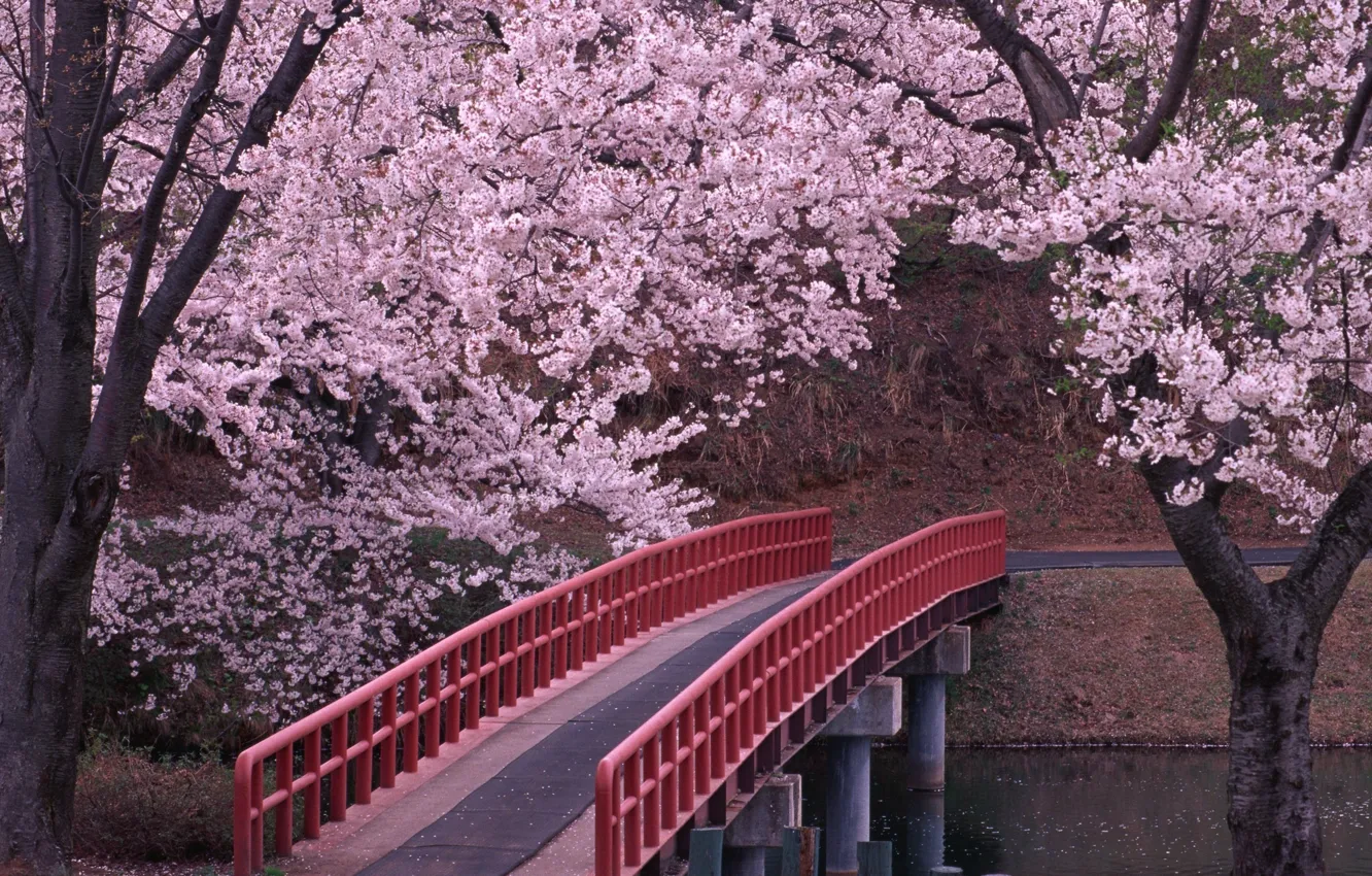 Фото обои мост, Япония, сакура, Japan, цветение
