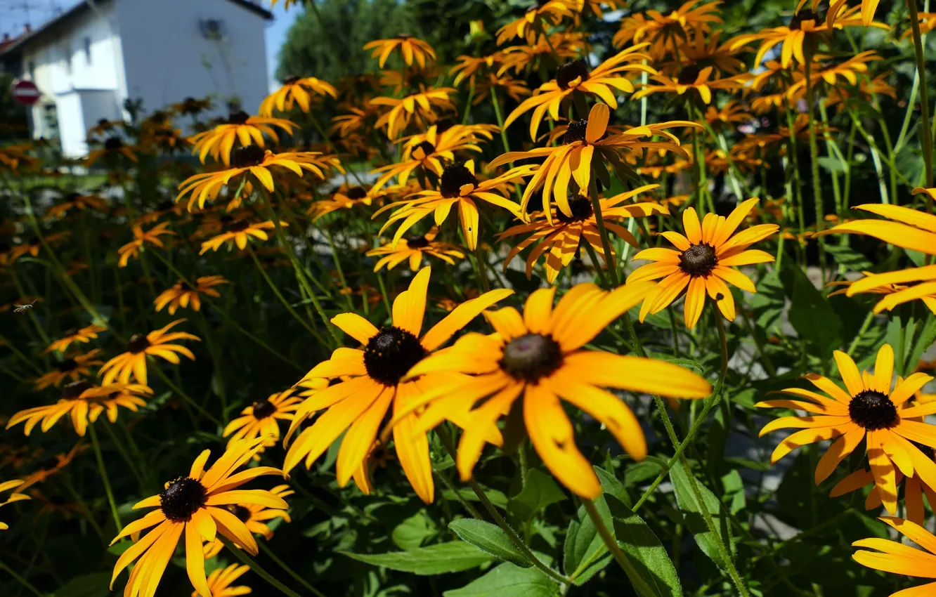 Фото обои поле, трава, цветы, природа, зеленый