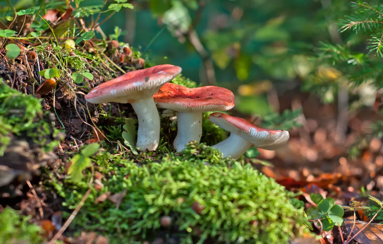 Фото обои макро, грибы, сыроежки