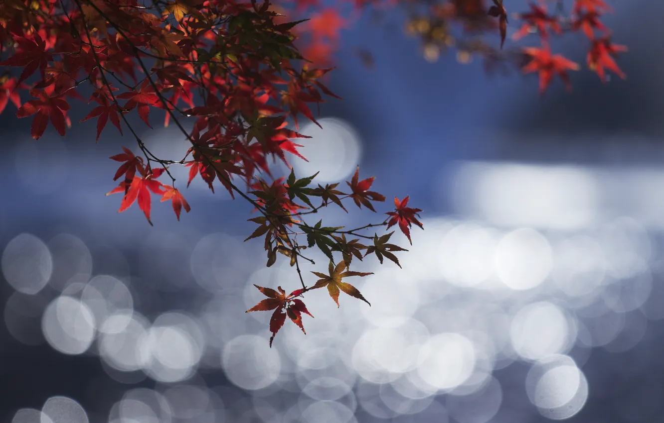 Фото обои осень, листья, вода, отражение, ветка, блик, багрянец