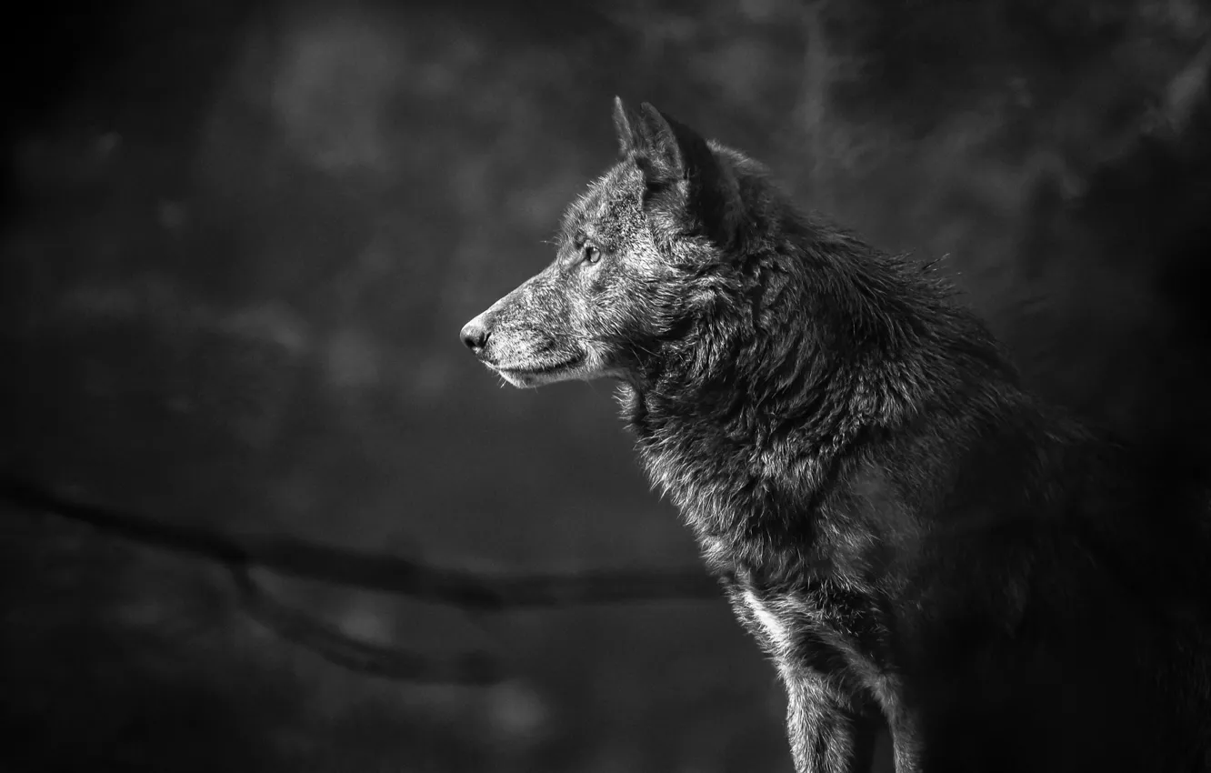 Фото обои волк, портрет, хищник, чёрно-белая, профиль, монохром