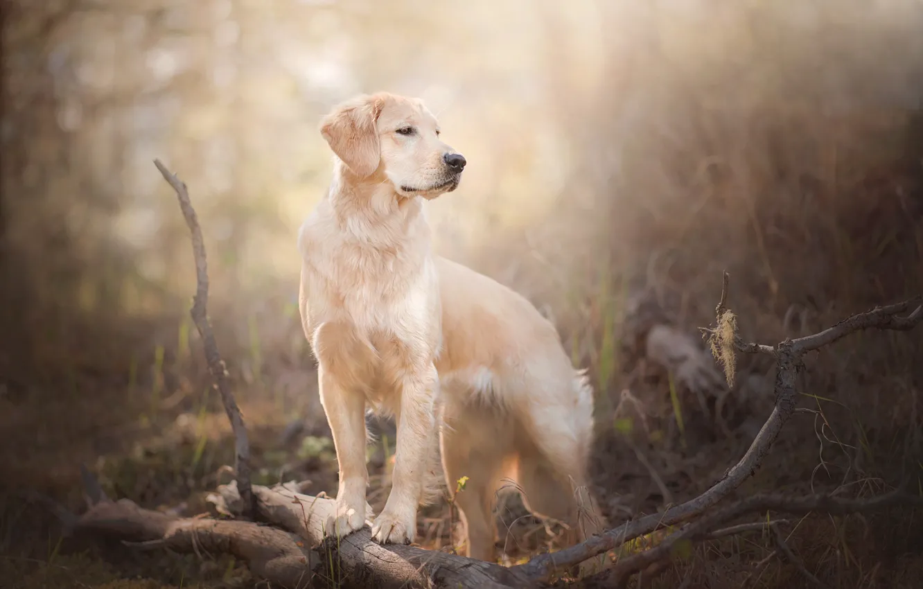 Фото обои ветки, собака, боке, Голден ретривер, Золотистый ретривер