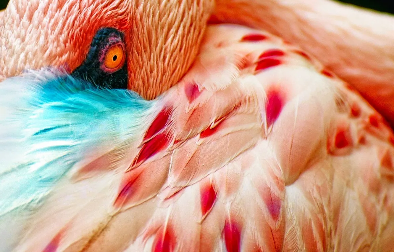 Фото обои абстракция, глаз, птица, обои, перья