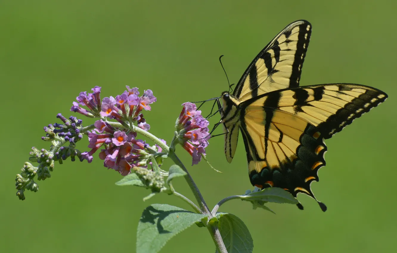 Фото обои природа, фон, бабочка, крылья