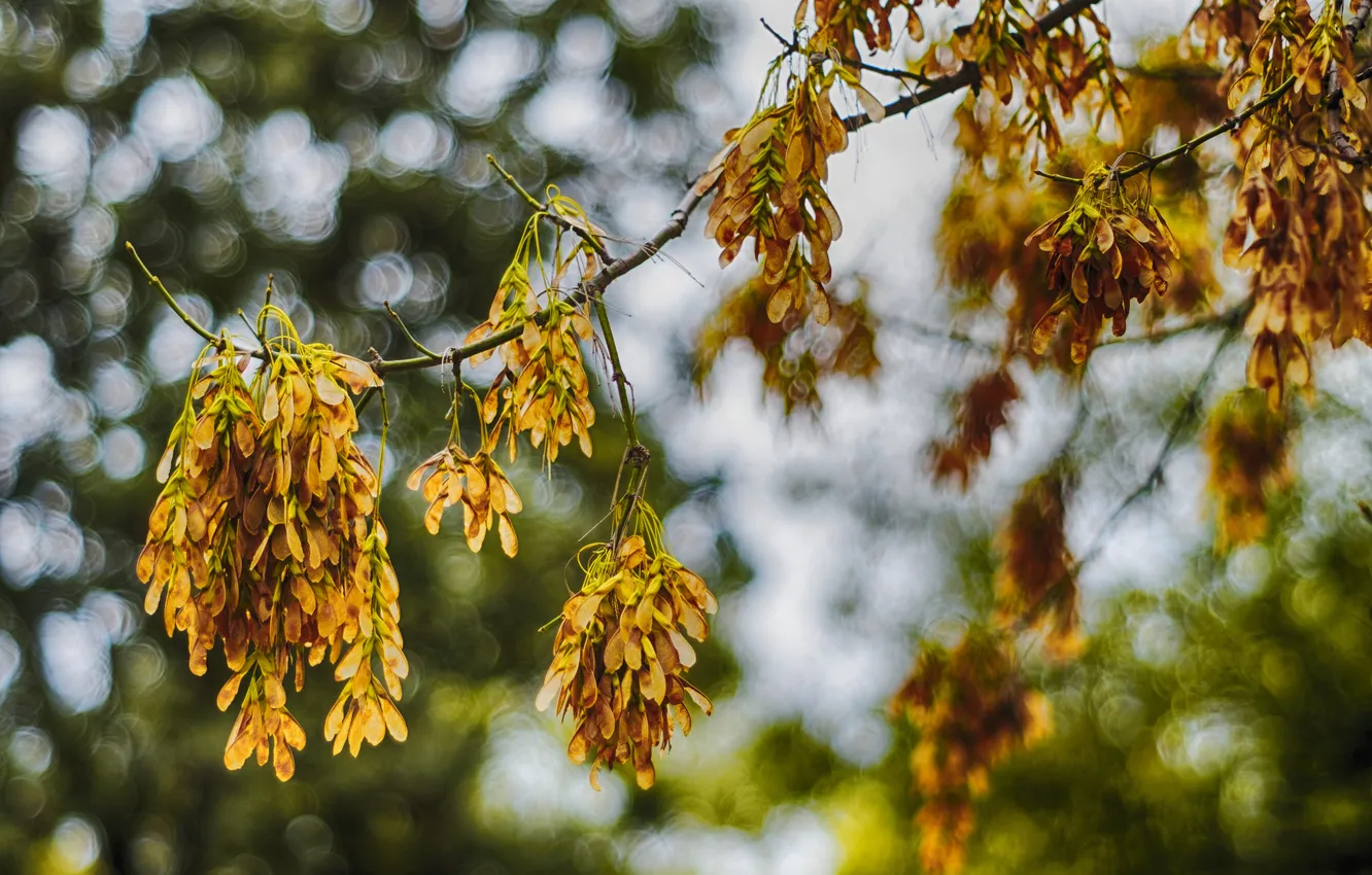 Фото обои осень, дерево, боке