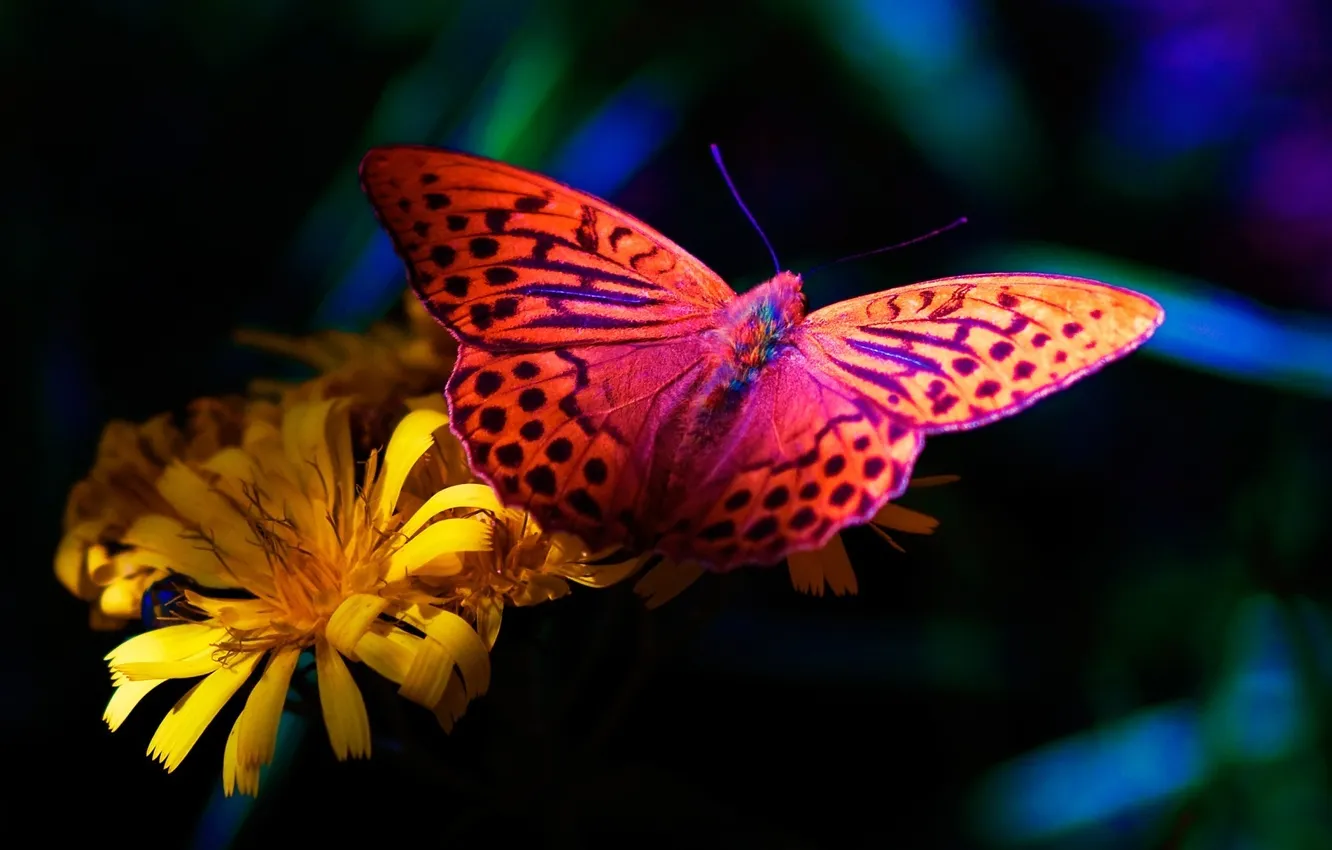 Фото обои цветок, бабочка, flower, butterfly