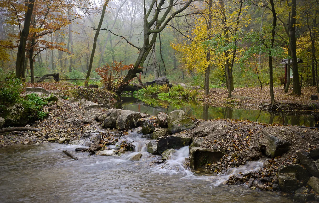 Фото обои осень, лес, туман, река, камни, поток