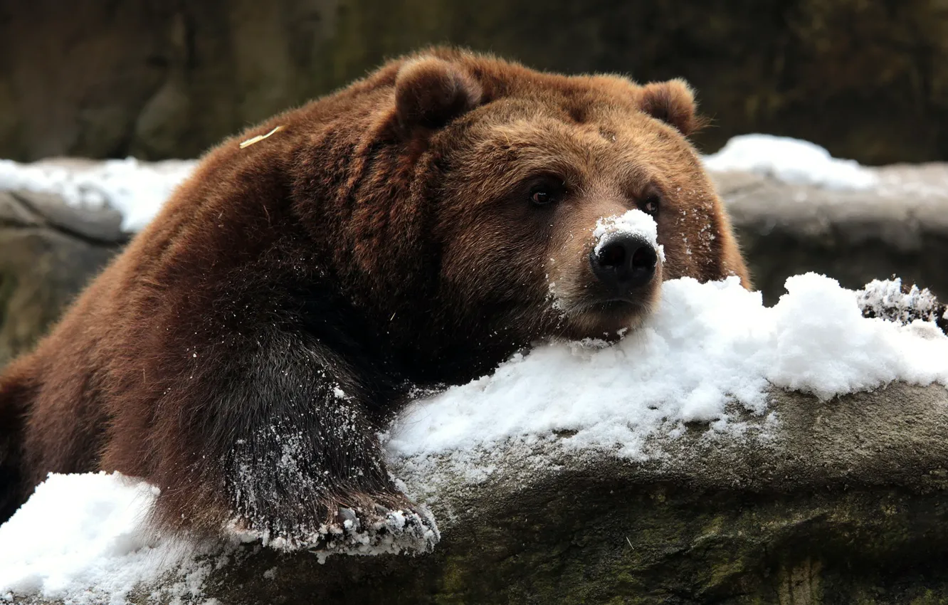 Фото обои снег, природа, медведь