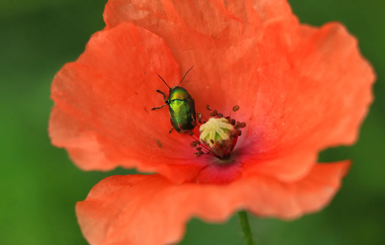 Фото обои red, flower, poppy, insect