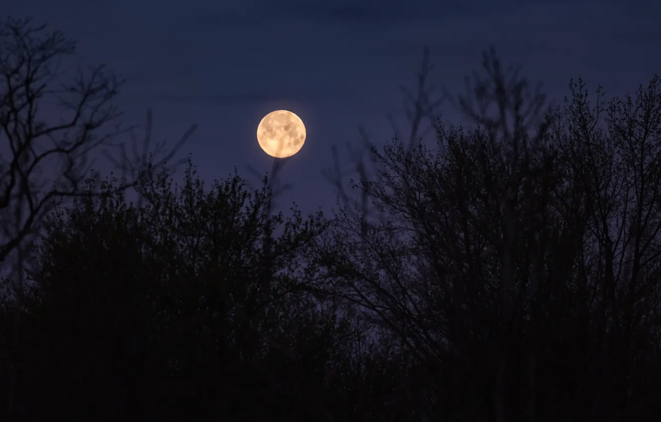 Фото обои небо, деревья, ночь, ветки, природа, луна, USA, США
