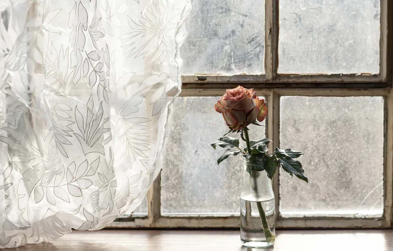 Фото обои цветок, роза, окно, занавески