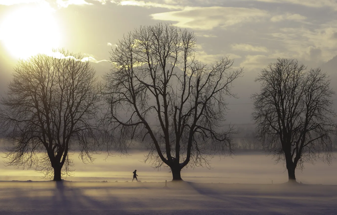 Фото обои trees, winter, clouds, snow, fog, sunlight, freeze, branches
