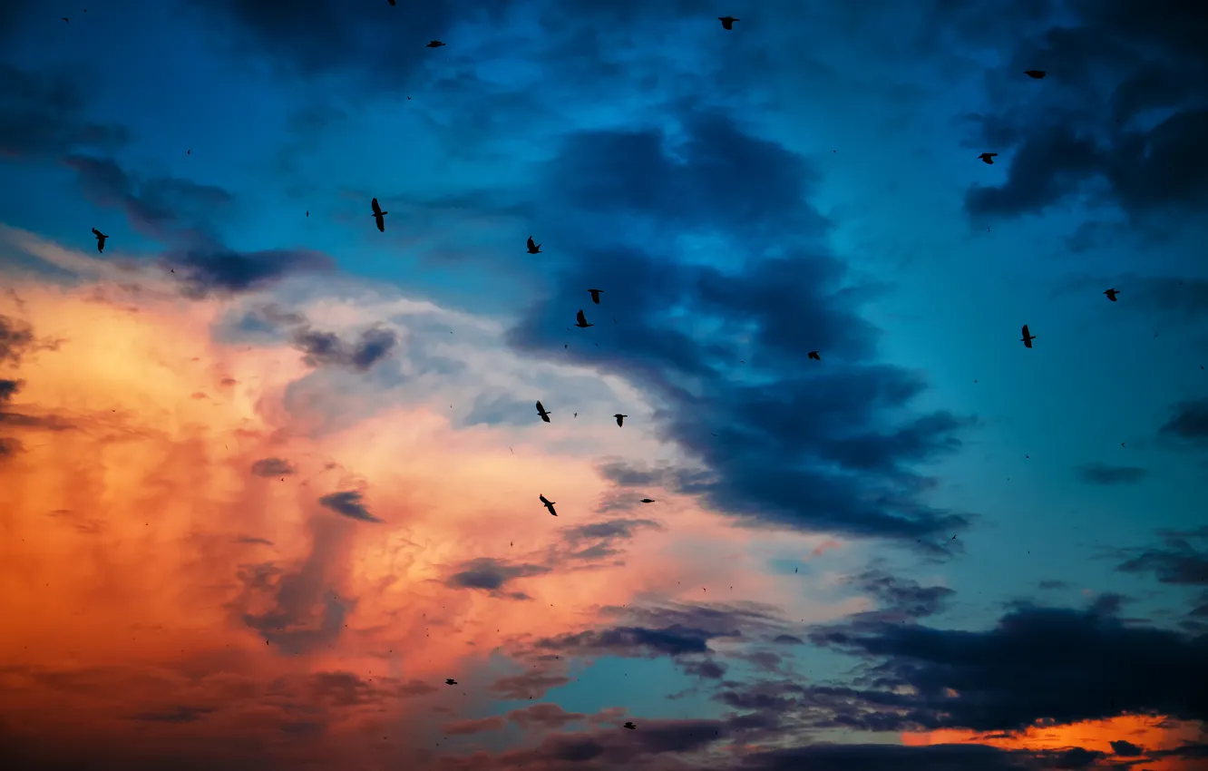 Фото обои небо, закат, птицы, sky, sunset, birds, красивые обои, синее небо
