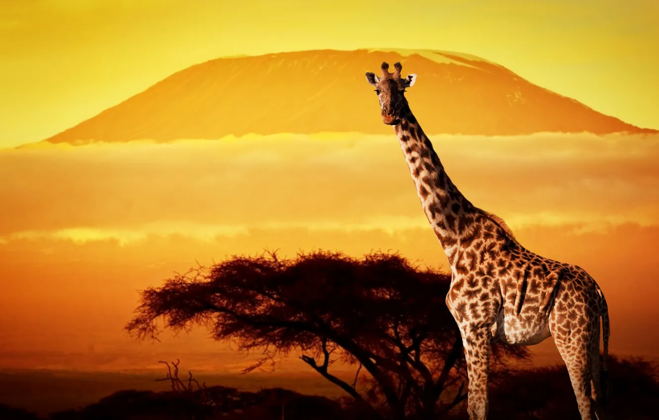 Фото обои деревья, закат, жираф, Африка