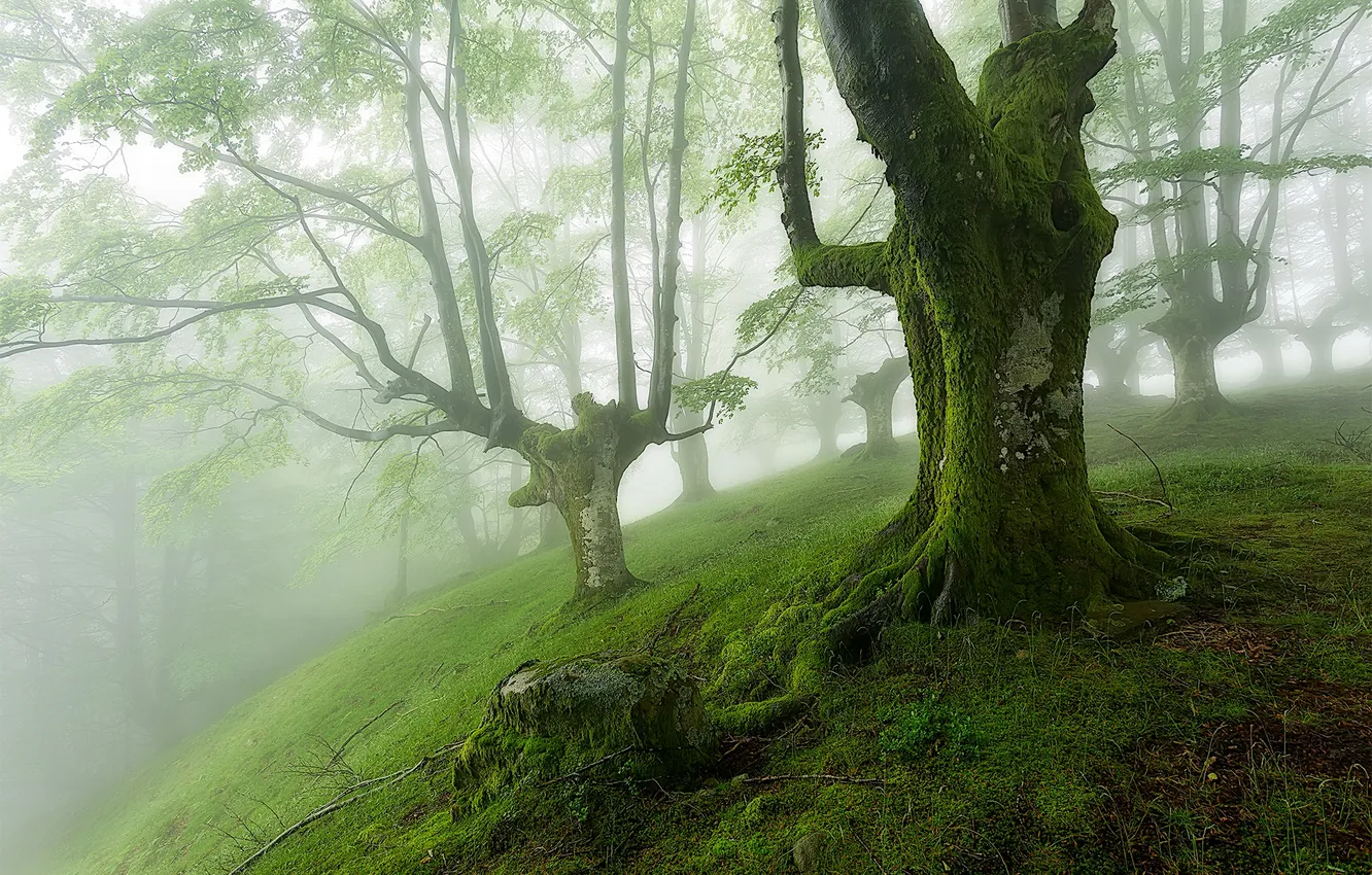 Фото обои лес, деревья, туман, мох, склон