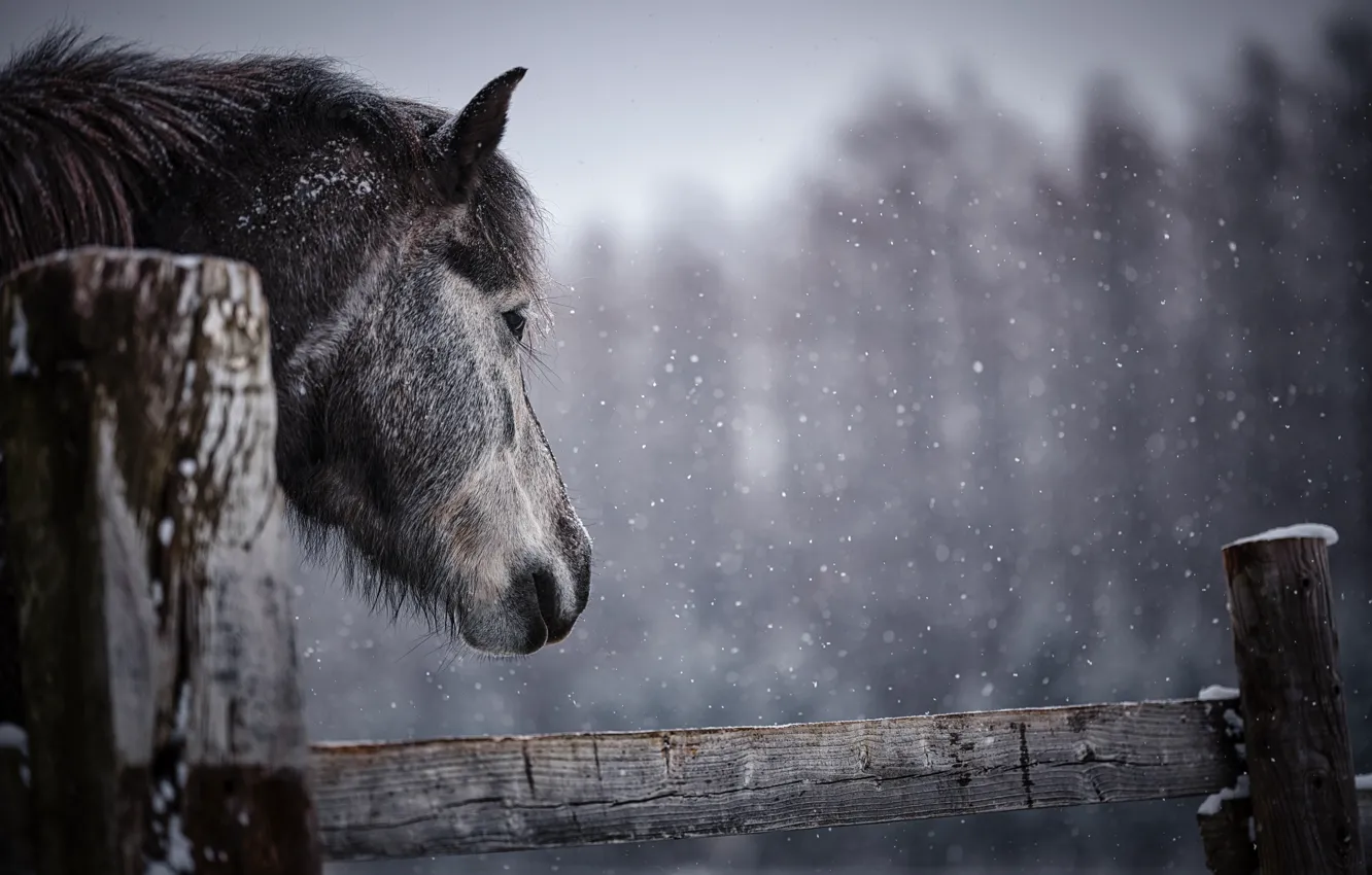 Фото обои зима, лес, взгляд, морда, снег, конь, лошадь, доски
