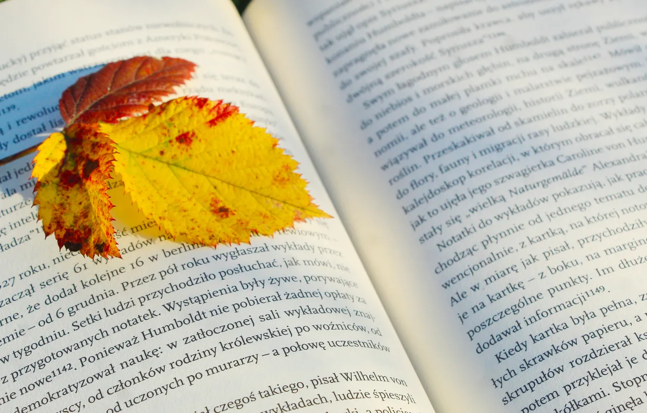 Фото обои autumn, book, leaf, paper