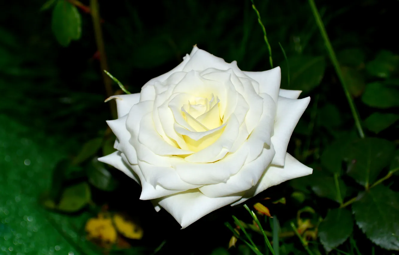 Фото обои белый, цветок, роза, бутон, красивый, летом, в саду, зеленый листок