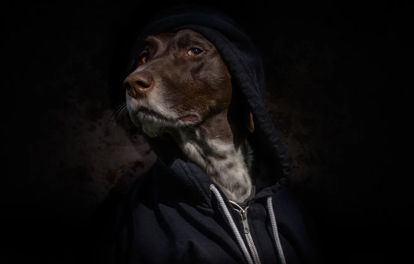 Фото обои морда, портрет, собака, капюшон, чёрный фон, толстовка, худи