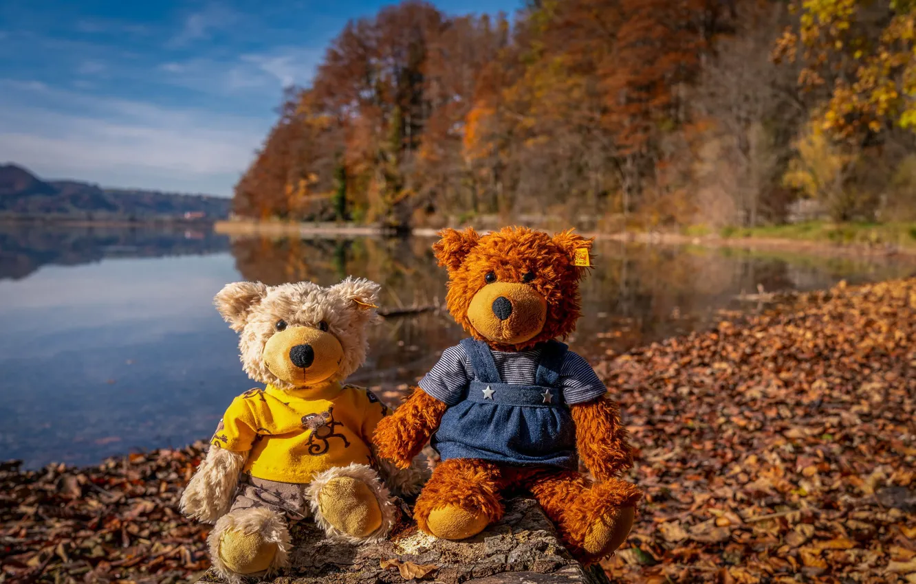 Фото обои осень, парк, берег, листва, игрушка, игрушки, медведь, медведи