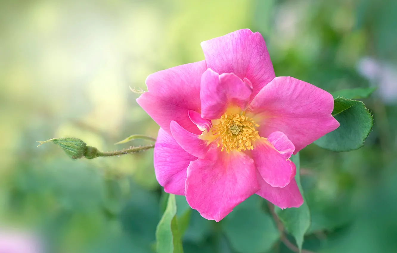 Фото обои цветок, фон, розовый, роза, ветка, шиповник