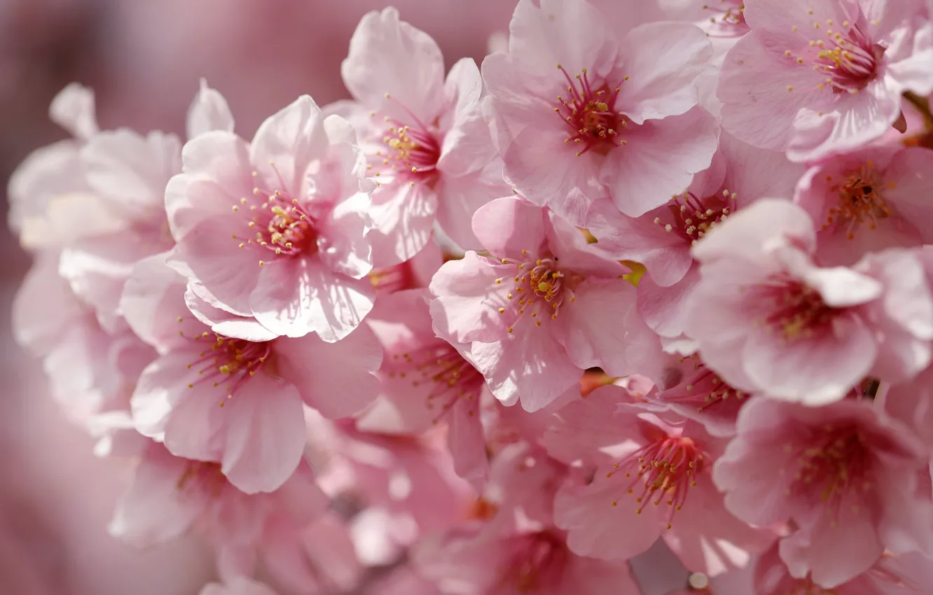 Фото обои макро, вишня, весна, лепестки, сакура, цветение, цветки