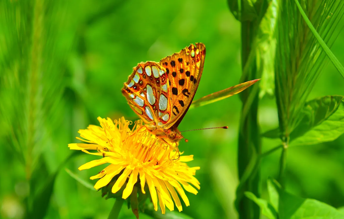 Фото обои одуванчик, Макро, Бабочка, Macro, Butterfly, Желтый цветок, Yellow flower