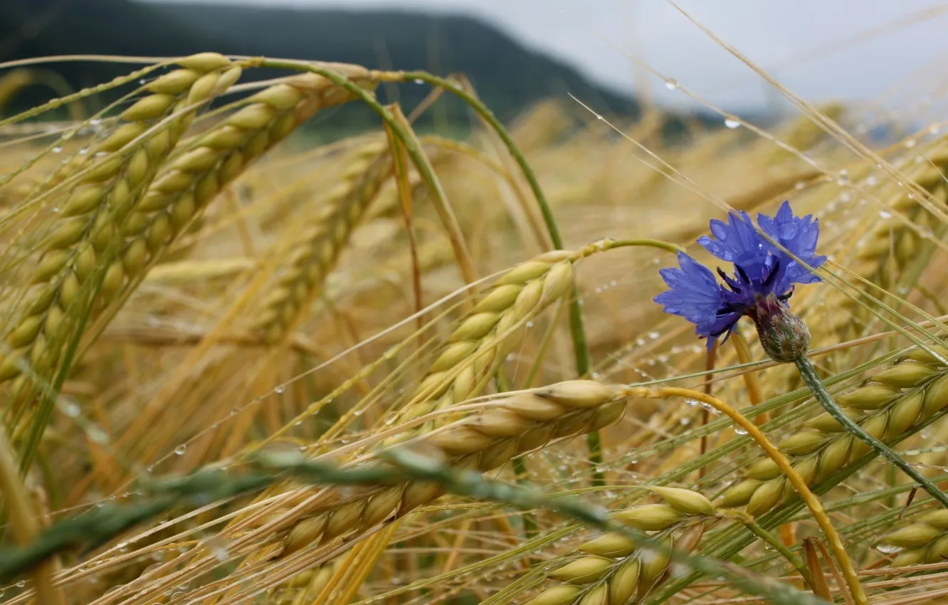Фото обои пшеница, цветок, капли, колосья, злаки