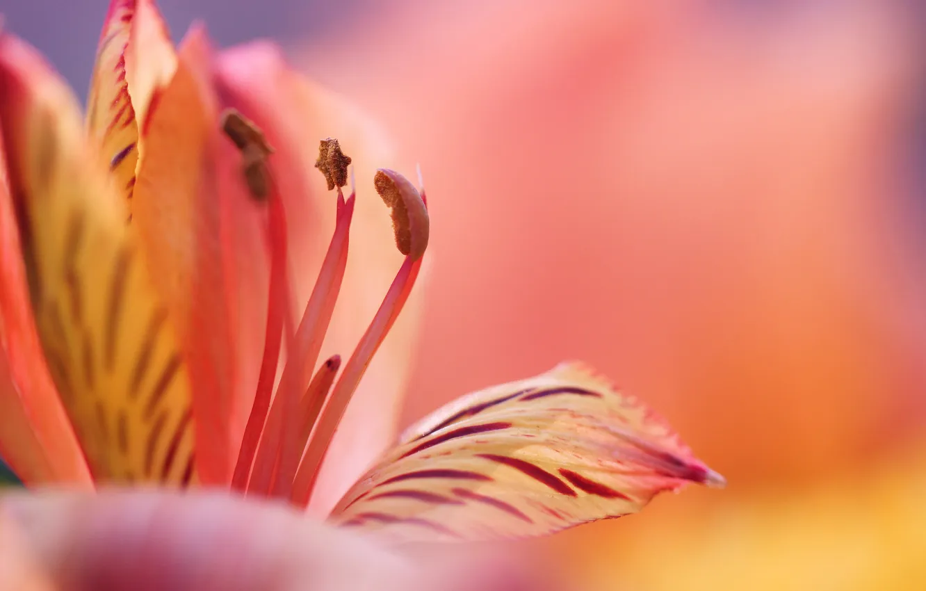 Фото обои цветок, макро, розовый, лилия, лепестки