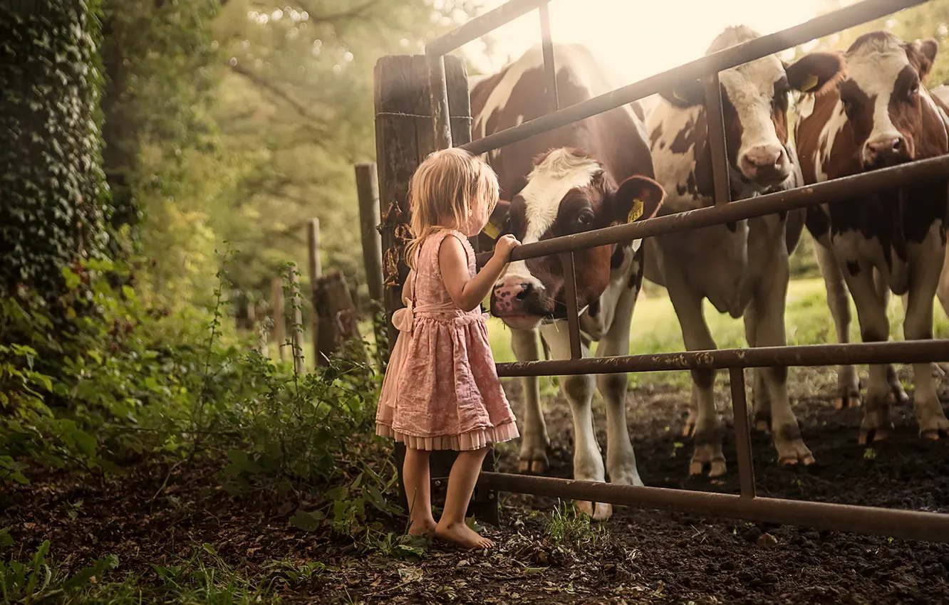 Фото обои забор, коровы, девочка, скот