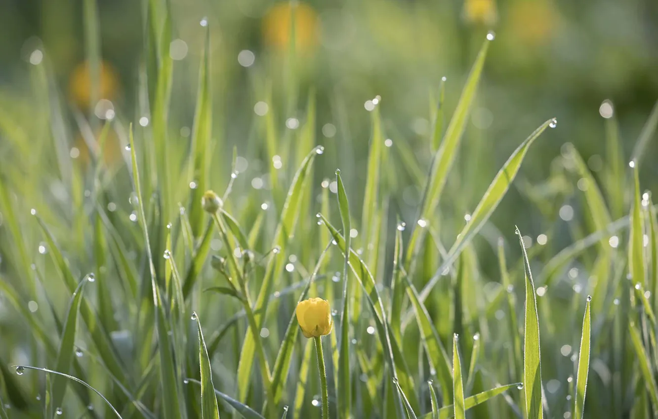 Фото обои grass, flowers, drops, dew