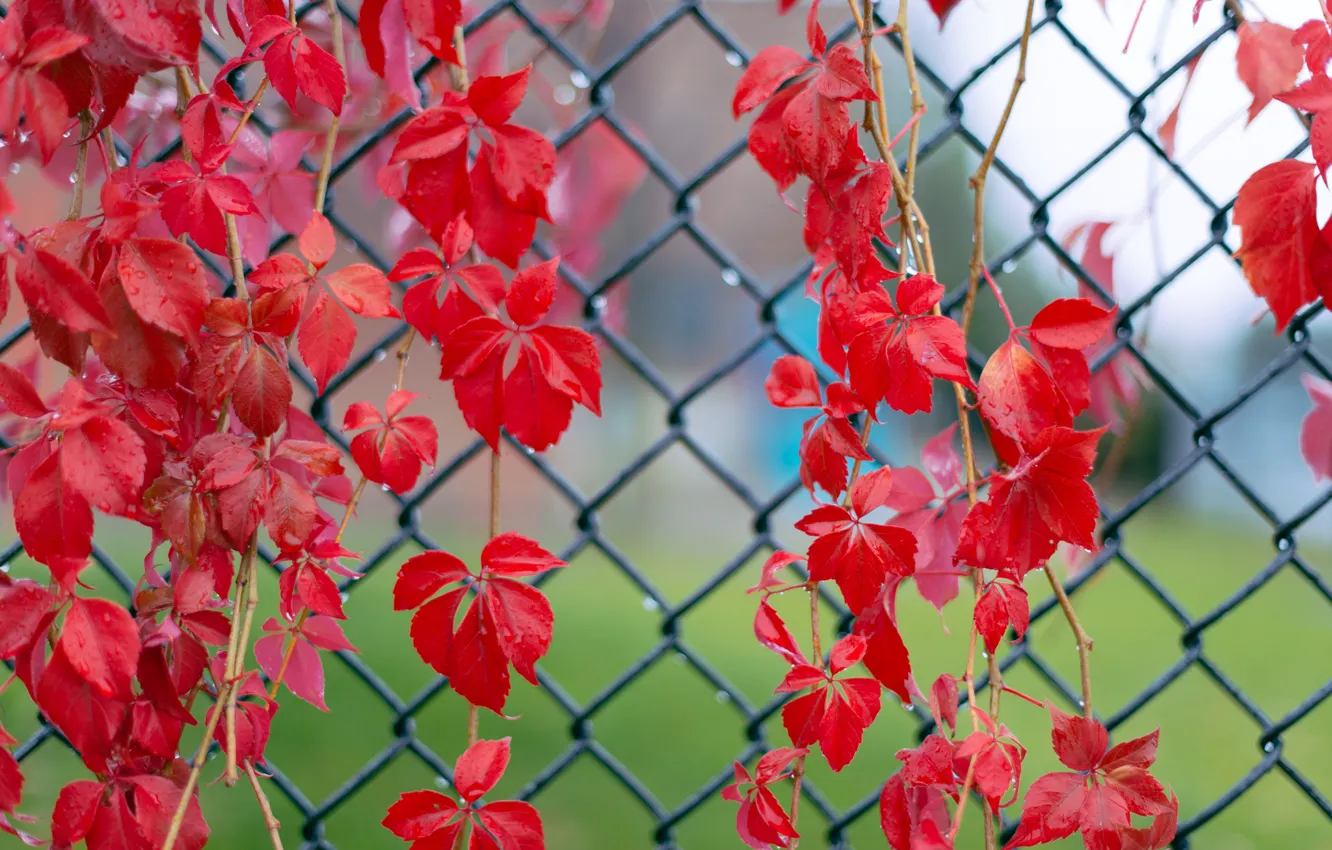 Фото обои листья, макро, капельки, сетка, забор, Красные, после дождя, веточки