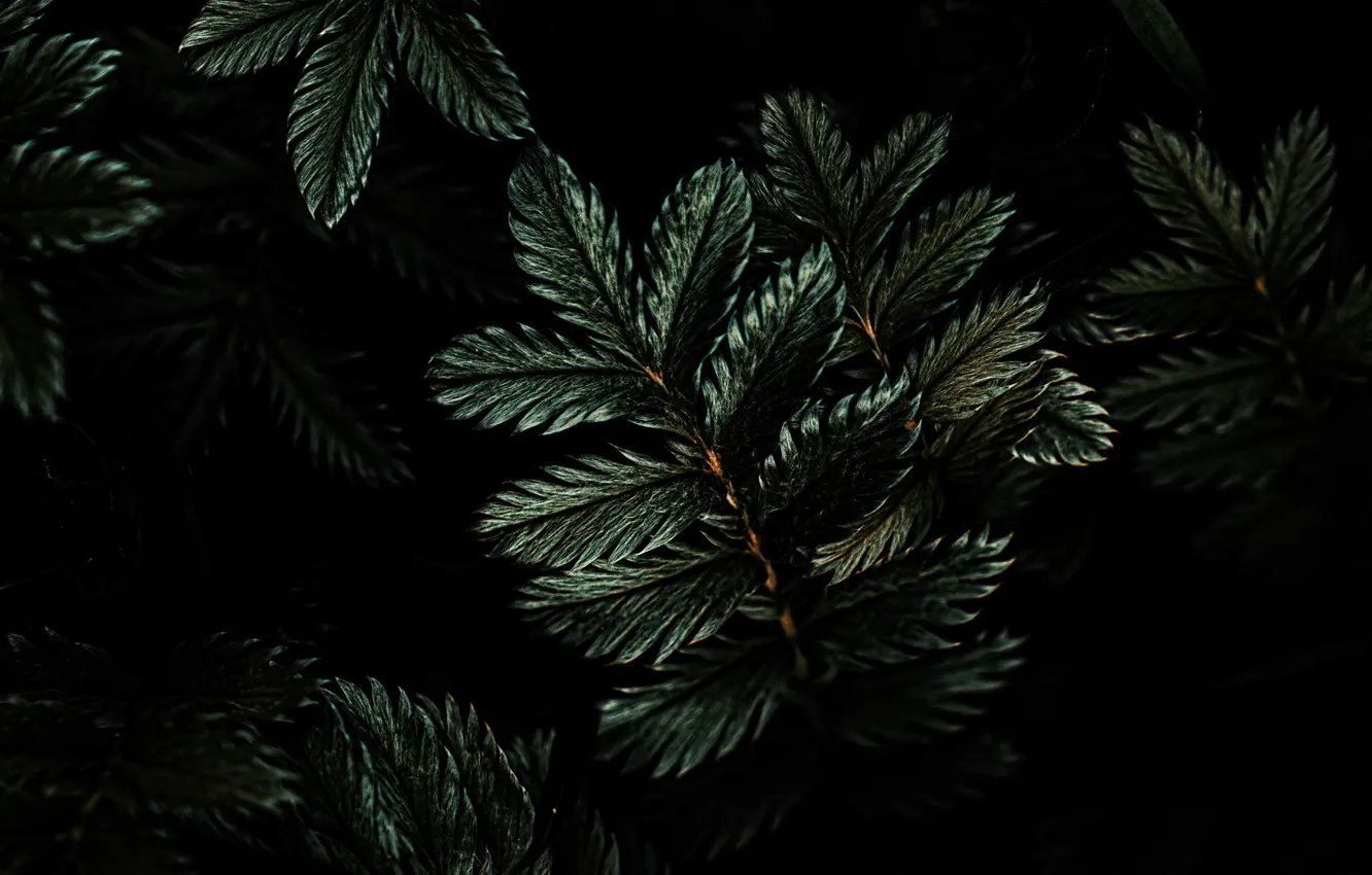 Фото обои зелень, листья, дерево, ветка, темная