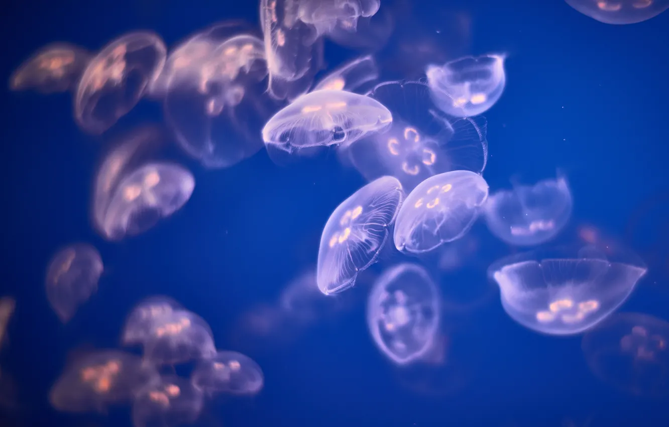 Фото обои вода, аквариум, медузы