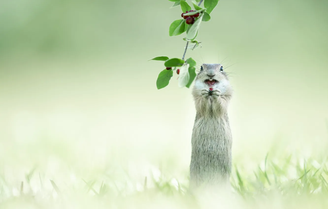 Фото обои листья, суслик, стойка