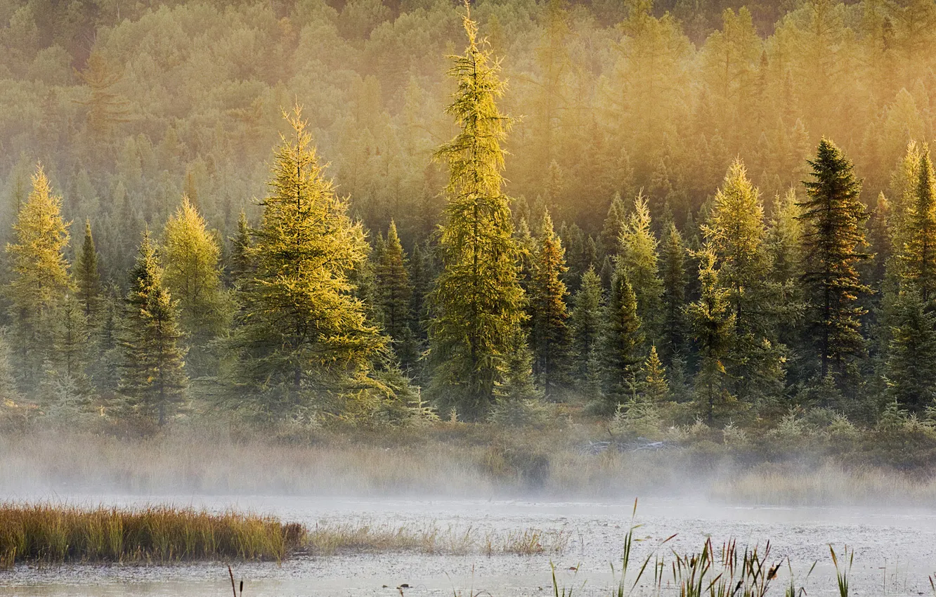 Фото обои лес, деревья, пейзаж, природа, туман, озеро, местность, дымка