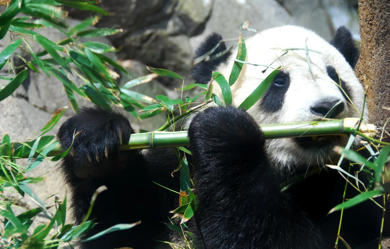 Фото обои бамбук, медведь, панда
