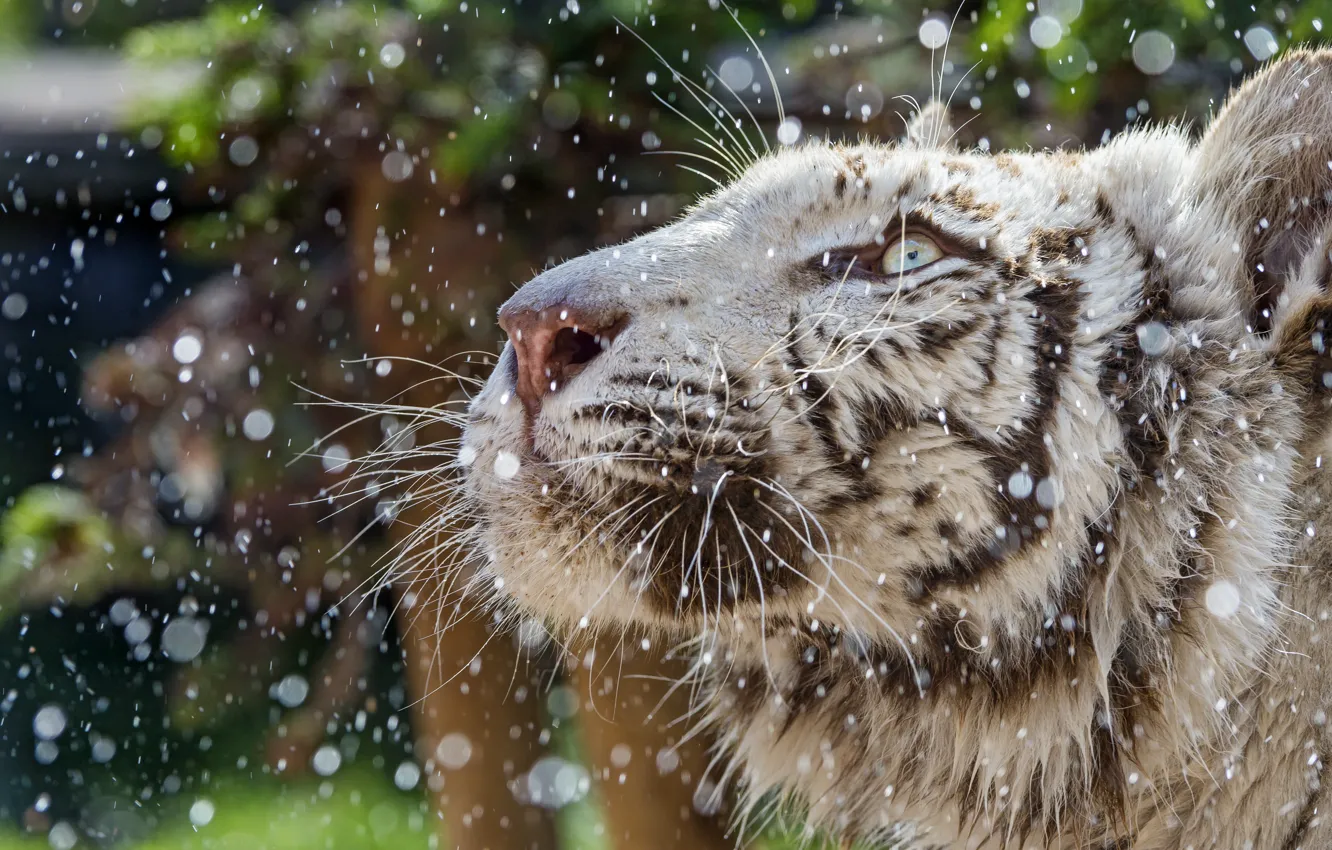 Фото обои кошка, морда, капли, профиль, белый тигр, ©Tambako The Jaguar