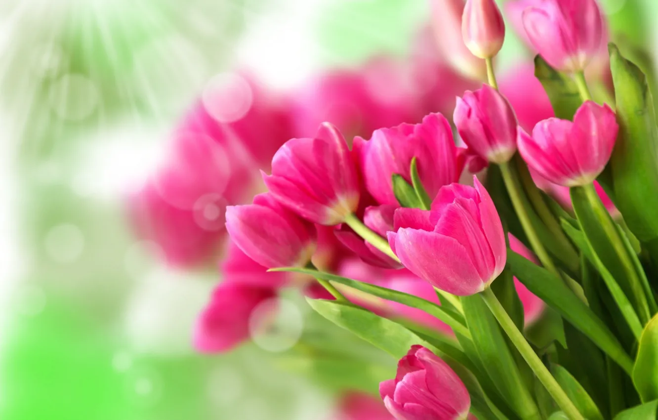 Фото обои цветы, розовый, букет, тюльпаны