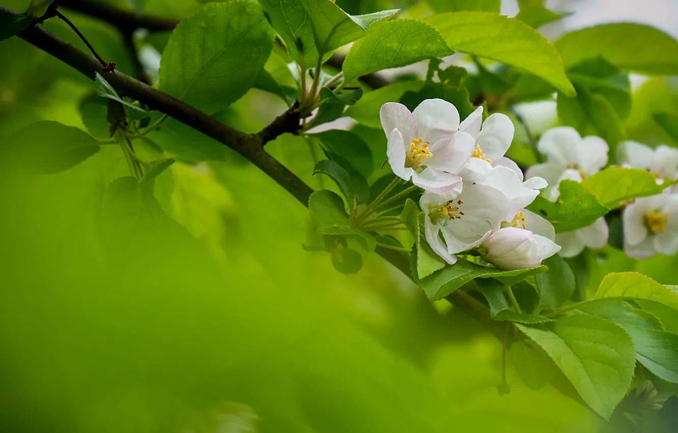 Фото обои дерево, весна, яблоня, цвететение