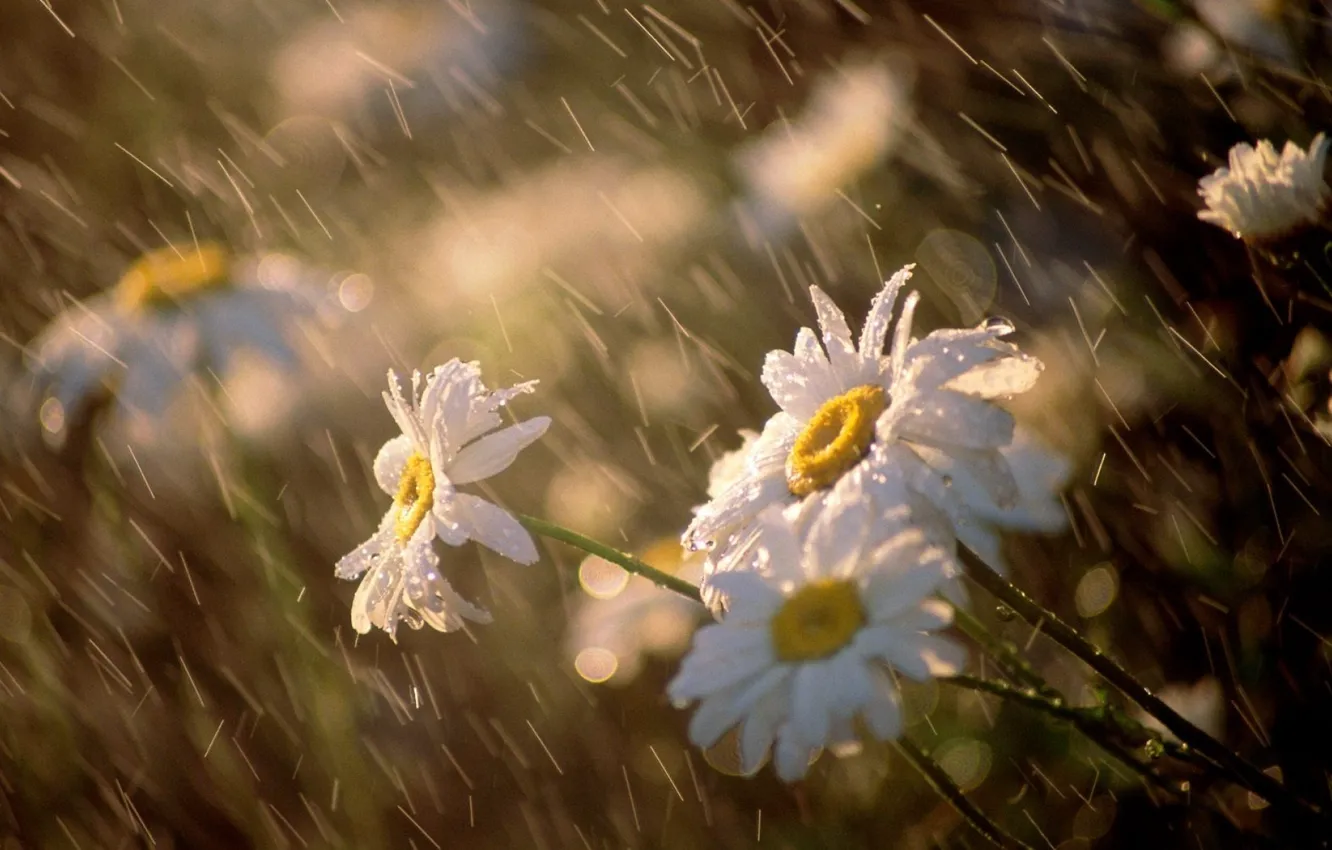 Фото обои макро, цветы, ветер, ромашки, Дождь